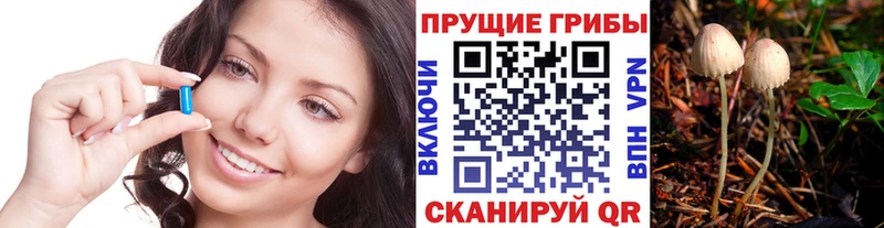 купить Далматово Галлюциногенные грибы GOLDEN TEACHER